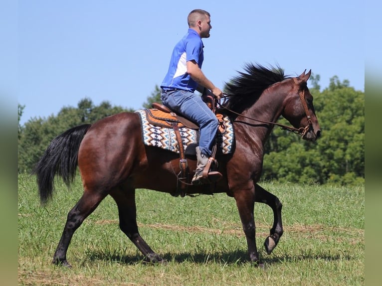 American Quarter Horse Castrone 6 Anni 155 cm Baio ciliegia in Jamestown KY