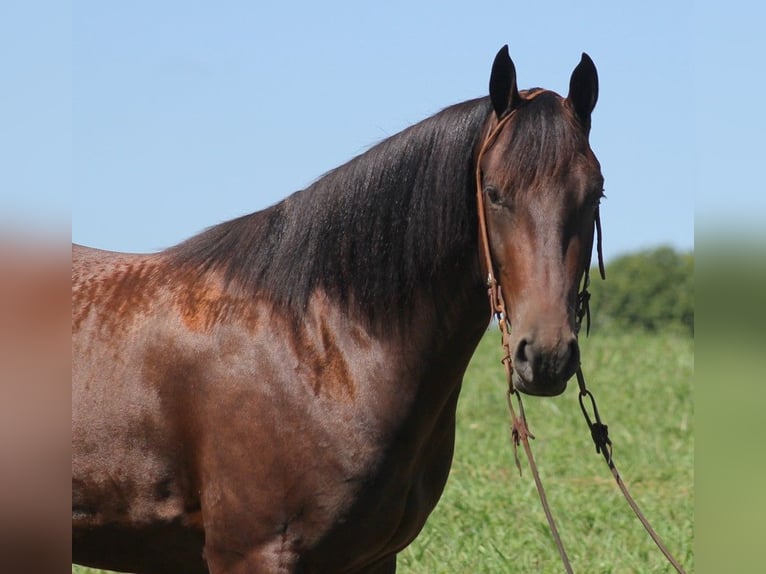 American Quarter Horse Castrone 6 Anni 155 cm Baio ciliegia in Jamestown KY