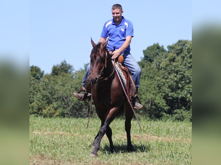 American Quarter Horse Castrone 6 Anni 155 cm Baio ciliegia in Jamestown KY