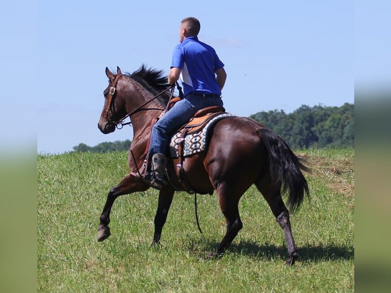 American Quarter Horse Castrone 6 Anni 155 cm Baio ciliegia in Jamestown KY