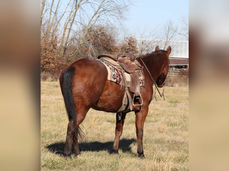 American Quarter Horse Castrone 6 Anni 155 cm Baio ciliegia in Brownstown IL