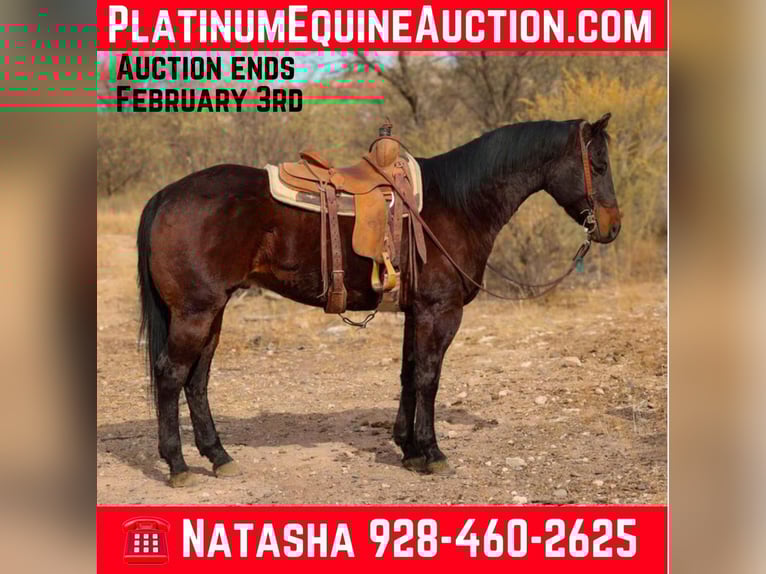 American Quarter Horse Castrone 6 Anni 155 cm Baio ciliegia in Camp Verde, AZ