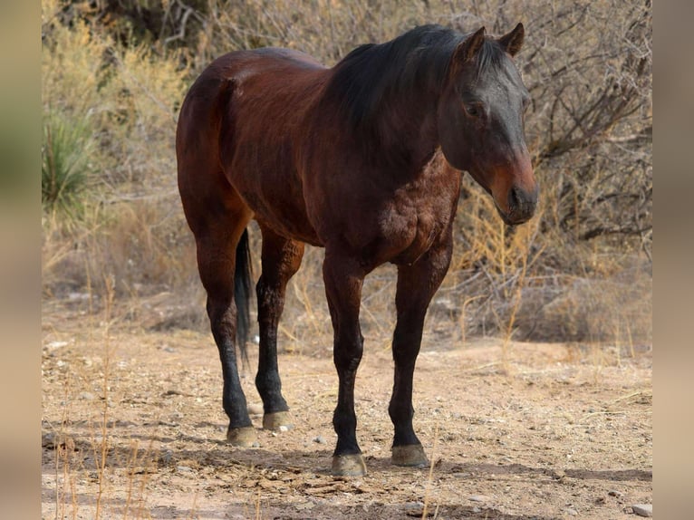 American Quarter Horse Castrone 6 Anni 155 cm Baio ciliegia in Camp Verde, AZ