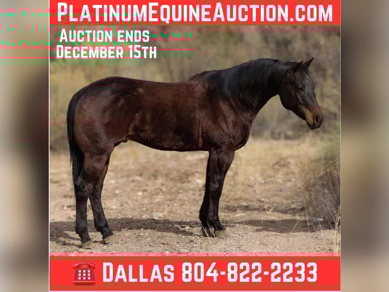 American Quarter Horse Castrone 6 Anni 155 cm Baio ciliegia in Camp Verde AZ