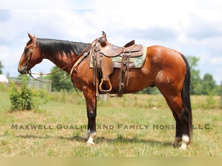 American Quarter Horse Castrone 6 Anni 155 cm Baio ciliegia in Cherryville NC