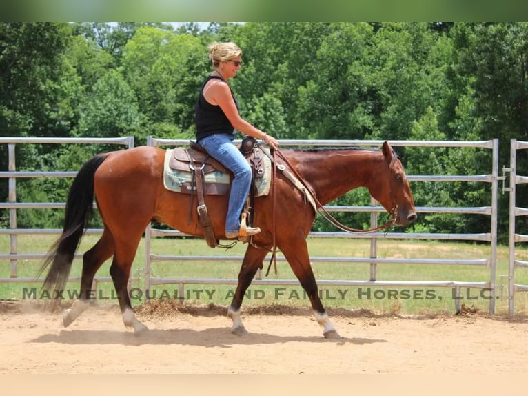 American Quarter Horse Castrone 6 Anni 155 cm Baio ciliegia in Cherryville NC