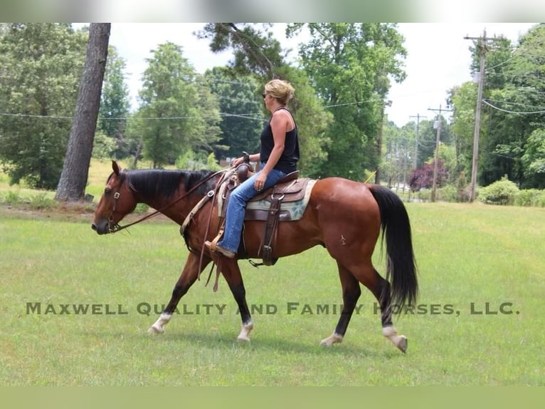 American Quarter Horse Castrone 6 Anni 155 cm Baio ciliegia in Cherryville NC