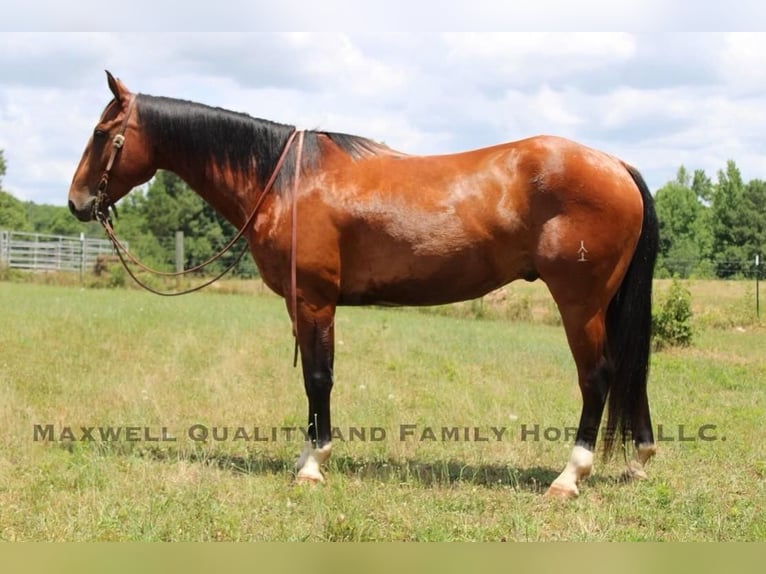 American Quarter Horse Castrone 6 Anni 155 cm Baio ciliegia in Cherryville NC