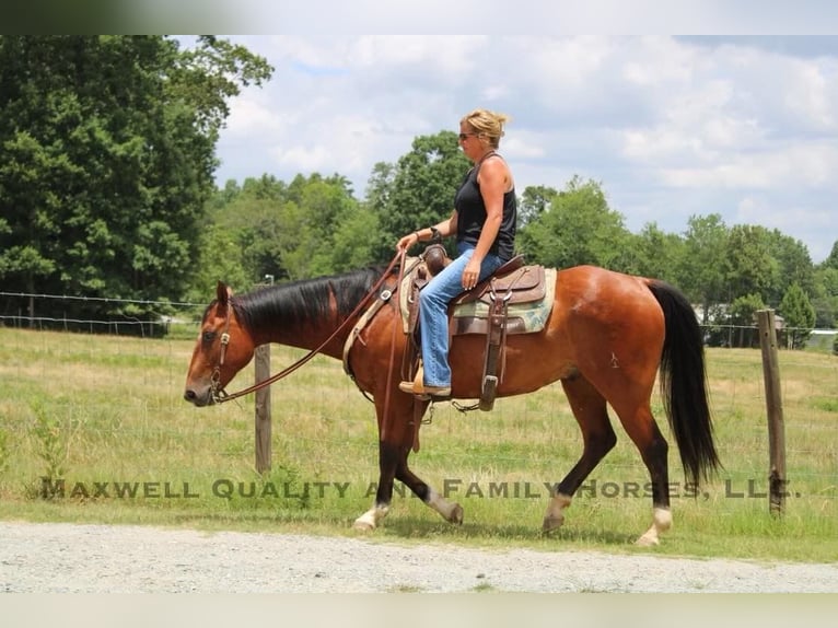 American Quarter Horse Castrone 6 Anni 155 cm Baio ciliegia in Cherryville NC