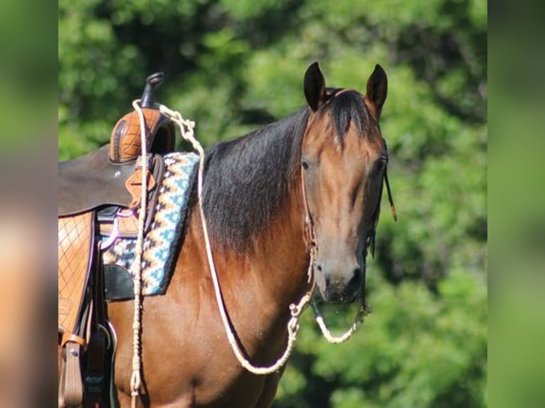 American Quarter Horse Castrone 6 Anni 155 cm Baio ciliegia in New Park, PA