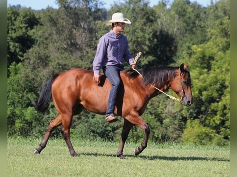 American Quarter Horse Castrone 6 Anni 155 cm Baio ciliegia in New Park, PA