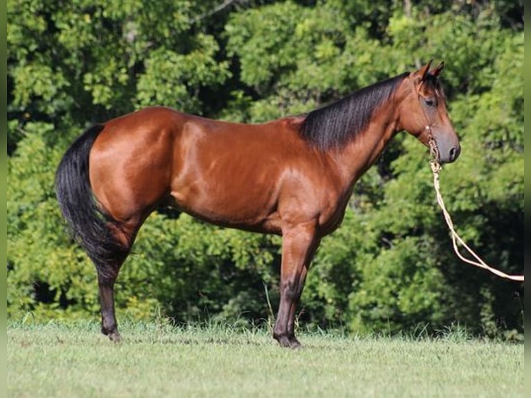 American Quarter Horse Castrone 6 Anni 155 cm Baio ciliegia in New Park, PA