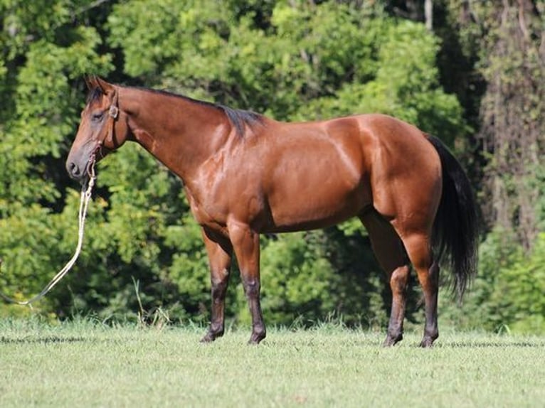 American Quarter Horse Castrone 6 Anni 155 cm Baio ciliegia in New Park, PA