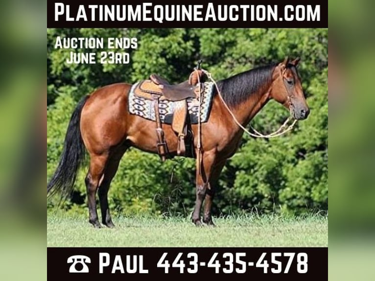 American Quarter Horse Castrone 6 Anni 155 cm Baio ciliegia in New Park, PA