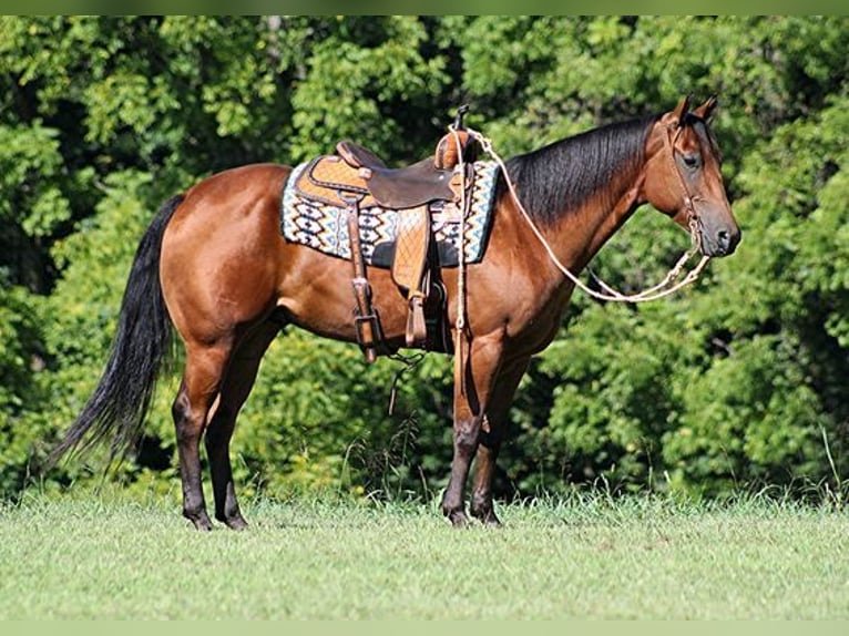 American Quarter Horse Castrone 6 Anni 155 cm Baio ciliegia in New Park, PA