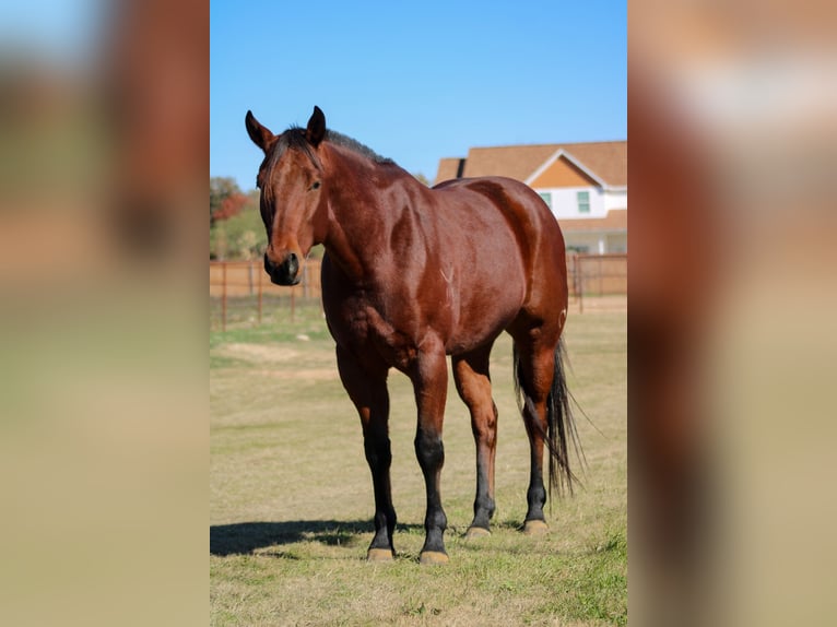 American Quarter Horse Castrone 6 Anni 155 cm Baio ciliegia in Stephenville TX