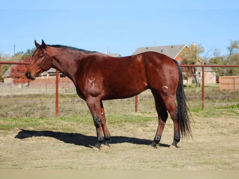 American Quarter Horse Castrone 6 Anni 155 cm Baio ciliegia in Stephenville TX