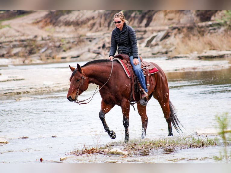 American Quarter Horse Castrone 6 Anni 155 cm Baio ciliegia in Stephenville TX