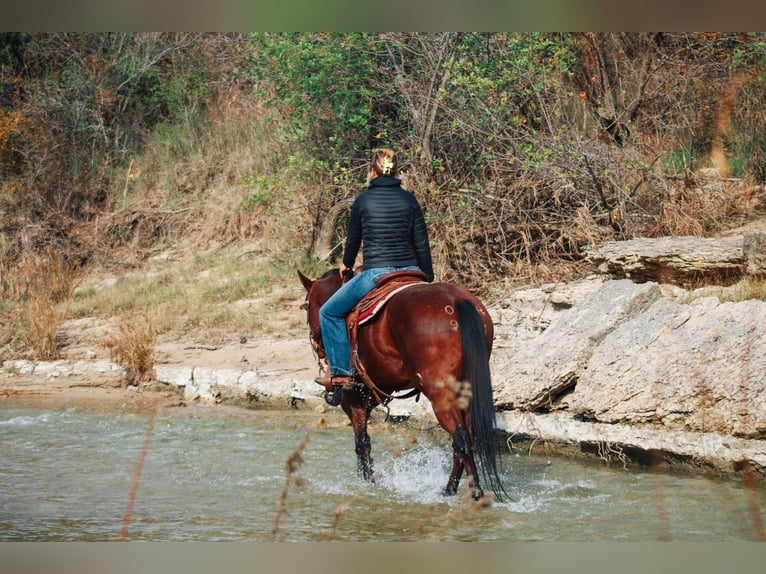 American Quarter Horse Castrone 6 Anni 155 cm Baio ciliegia in Stephenville TX