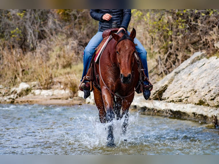 American Quarter Horse Castrone 6 Anni 155 cm Baio ciliegia in Stephenville TX