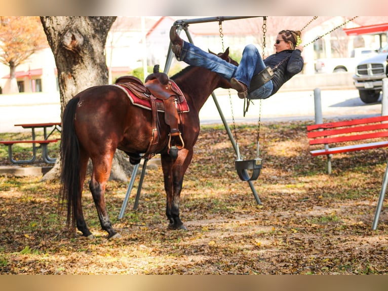 American Quarter Horse Castrone 6 Anni 155 cm Baio ciliegia in Stephenville TX