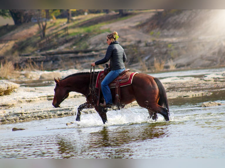 American Quarter Horse Castrone 6 Anni 155 cm Baio ciliegia in Stephenville TX