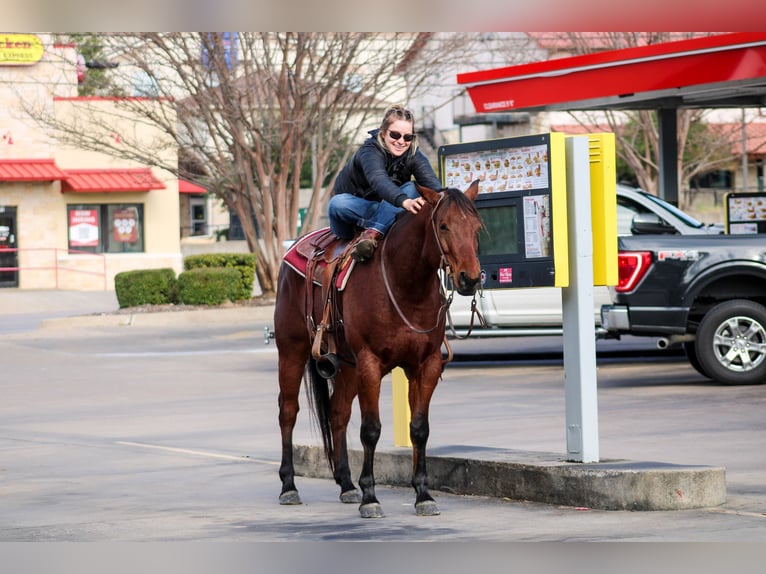 American Quarter Horse Castrone 6 Anni 155 cm Baio ciliegia in Stephenville TX