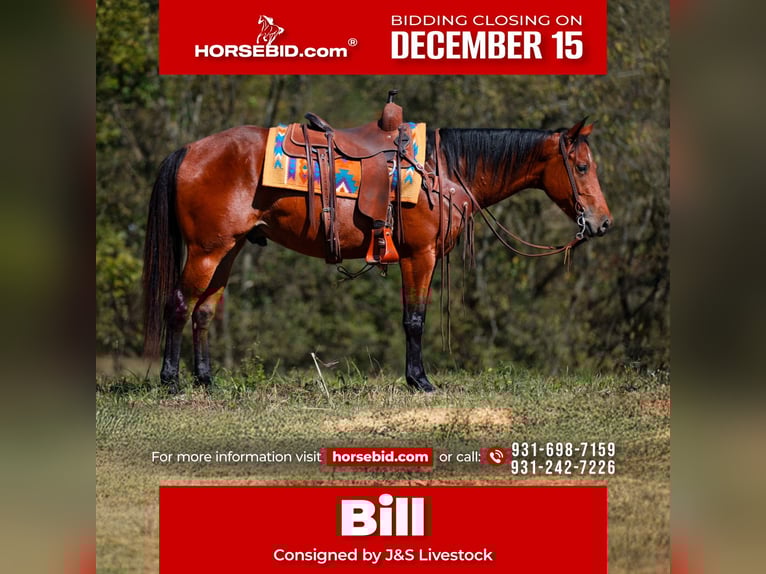 American Quarter Horse Castrone 6 Anni 155 cm Baio ciliegia in Santa Fe