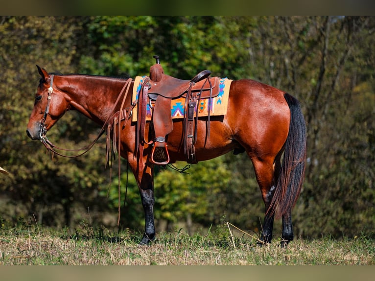 American Quarter Horse Castrone 6 Anni 155 cm Baio ciliegia in Santa Fe