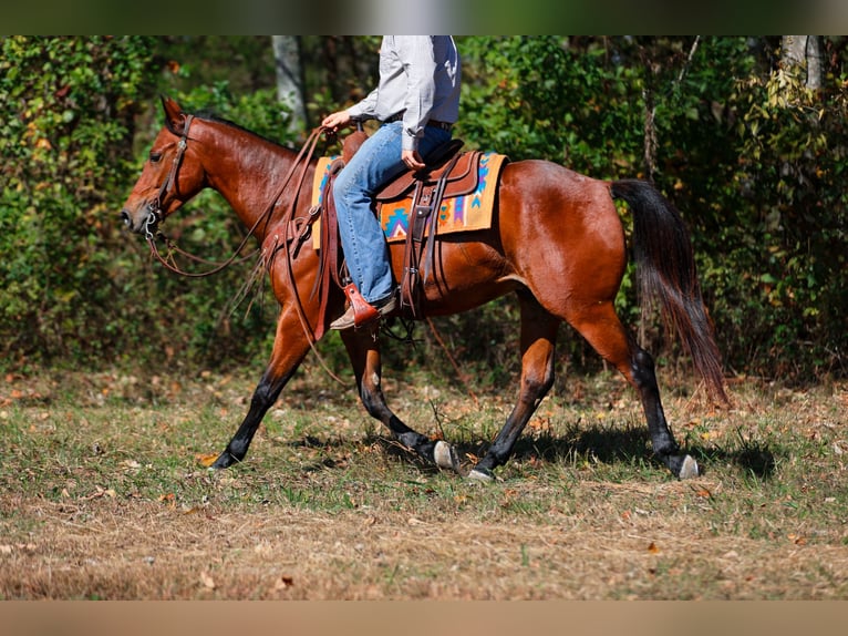 American Quarter Horse Castrone 6 Anni 155 cm Baio ciliegia in Santa Fe
