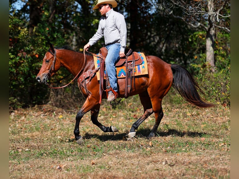 American Quarter Horse Castrone 6 Anni 155 cm Baio ciliegia in Santa Fe