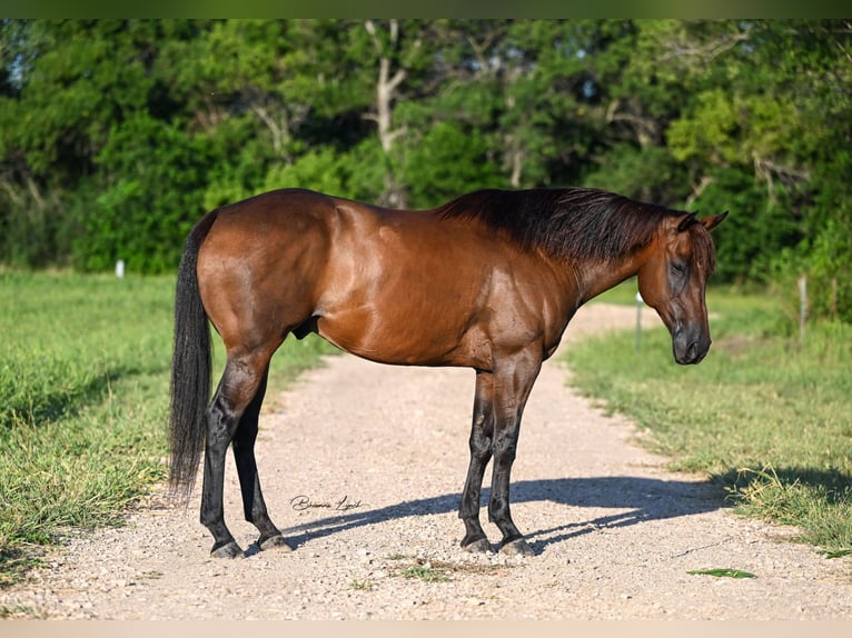 American Quarter Horse Castrone 6 Anni 155 cm Baio ciliegia in Canistota, SD