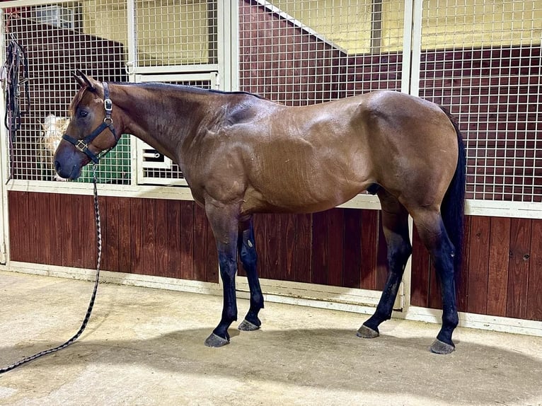 American Quarter Horse Castrone 6 Anni 155 cm Baio ciliegia in Canistota, SD