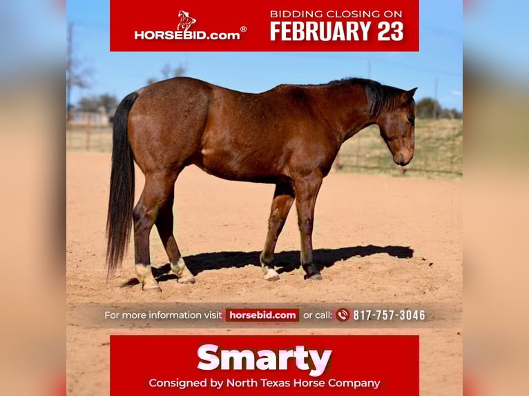 American Quarter Horse Castrone 6 Anni 155 cm Baio ciliegia in Weatherford