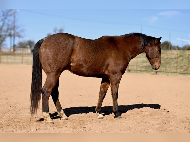 American Quarter Horse Castrone 6 Anni 155 cm Baio ciliegia in Weatherford