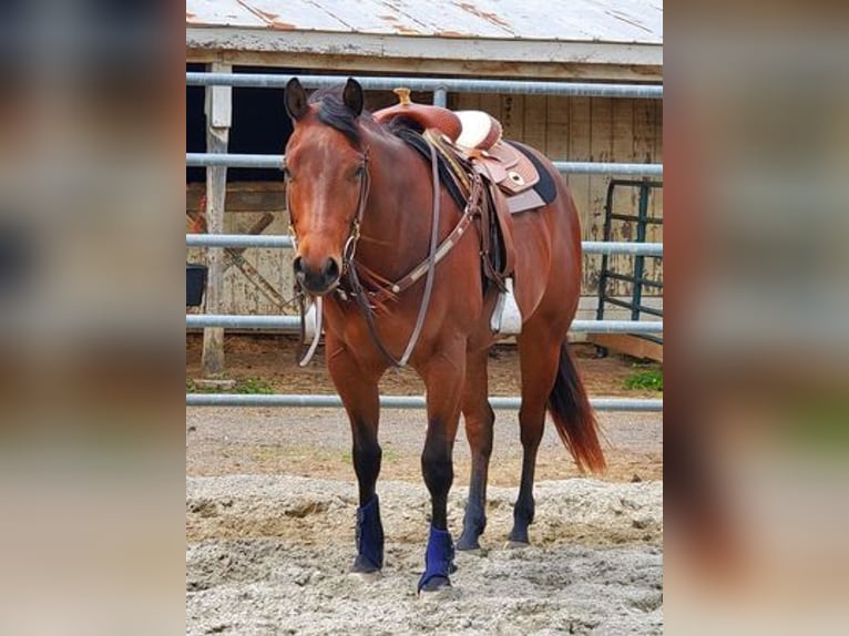 American Quarter Horse Castrone 6 Anni 155 cm Baio ciliegia in SANDSTON, VA