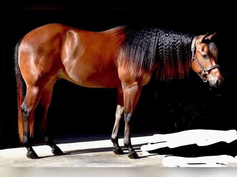 American Quarter Horse Castrone 6 Anni 155 cm Baio ciliegia in SANDSTON, VA