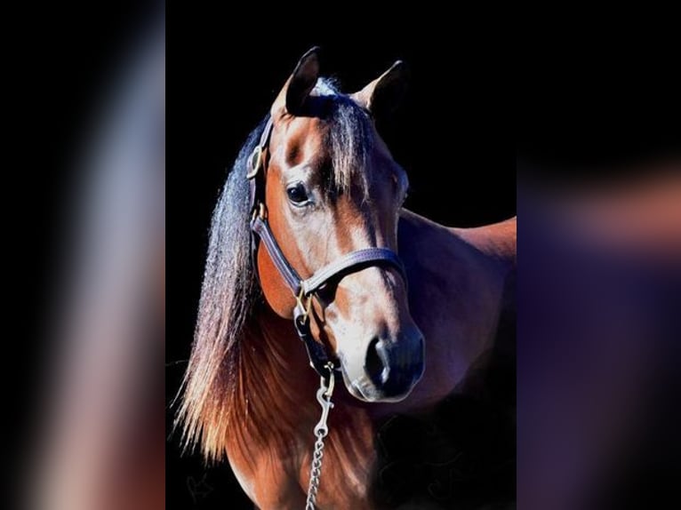 American Quarter Horse Castrone 6 Anni 155 cm Baio ciliegia in SANDSTON, VA