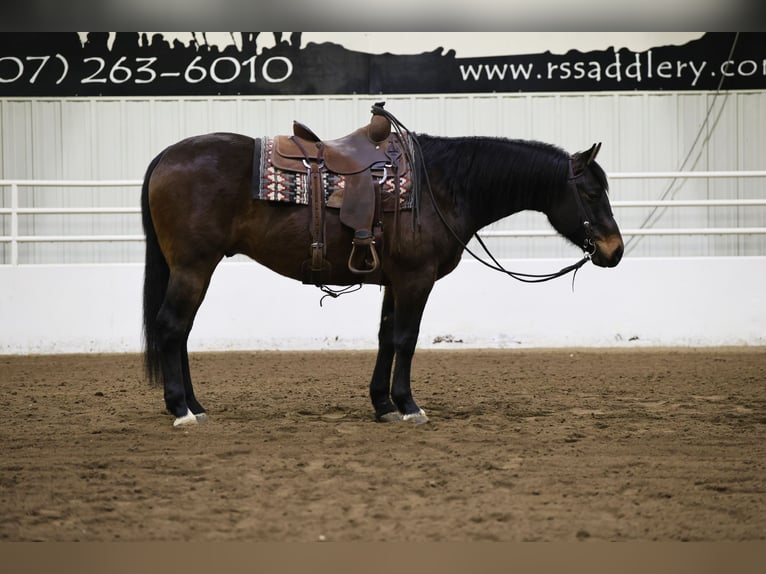 American Quarter Horse Castrone 6 Anni 155 cm Baio ciliegia in Cannon Falls, MN