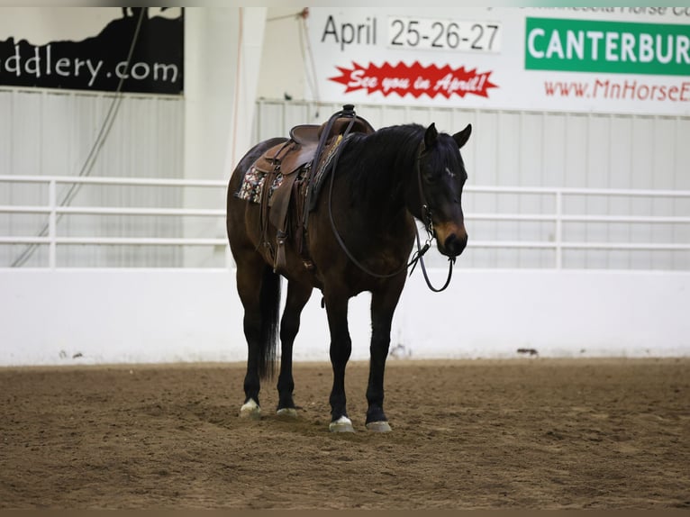 American Quarter Horse Castrone 6 Anni 155 cm Baio ciliegia in Cannon Falls, MN