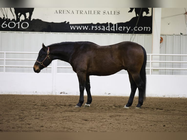 American Quarter Horse Castrone 6 Anni 155 cm Baio ciliegia in Cannon Falls, MN