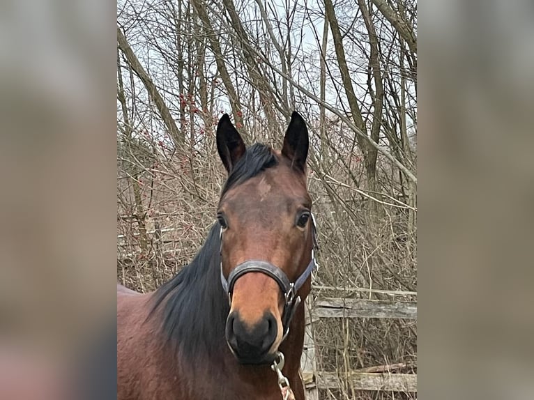 American Quarter Horse Castrone 6 Anni 155 cm Baio in Wilhelmsburg