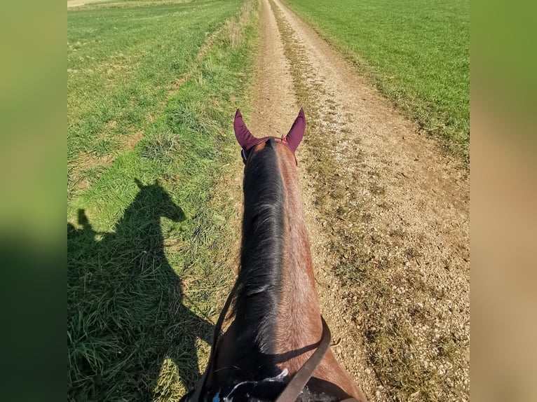American Quarter Horse Castrone 6 Anni 155 cm Baio roano in Giengen an der Brenz