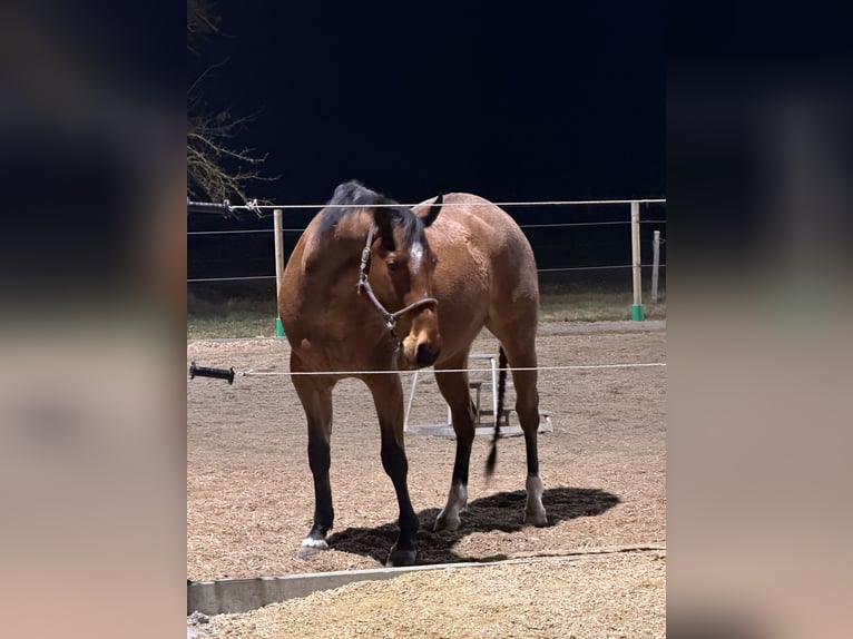 American Quarter Horse Castrone 6 Anni 155 cm Baio roano in Giengen an der Brenz