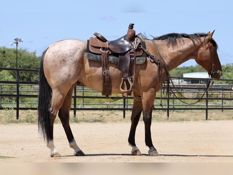 American Quarter Horse Castrone 6 Anni 155 cm Baio roano in Eastland TX