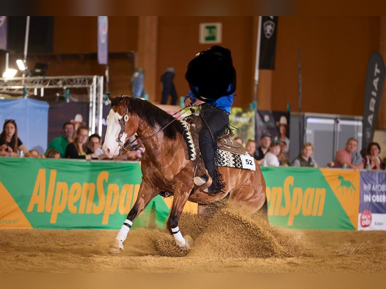 American Quarter Horse Castrone 6 Anni 155 cm Baio scuro in Kumberg