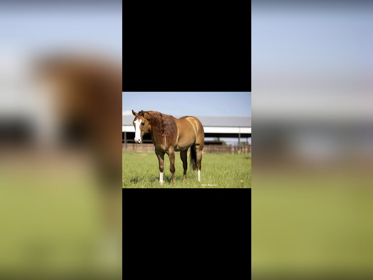 American Quarter Horse Castrone 6 Anni 155 cm Falbo in Crescent