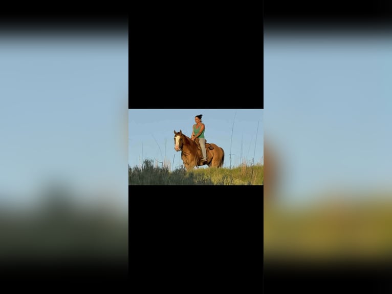 American Quarter Horse Castrone 6 Anni 155 cm Falbo in Crescent