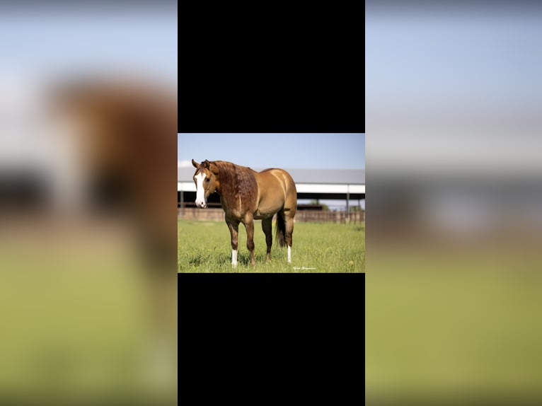 American Quarter Horse Castrone 6 Anni 155 cm Falbo in Crescent