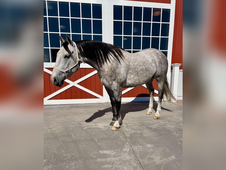 American Quarter Horse Castrone 6 Anni 155 cm Grigio pezzato in Everett PA